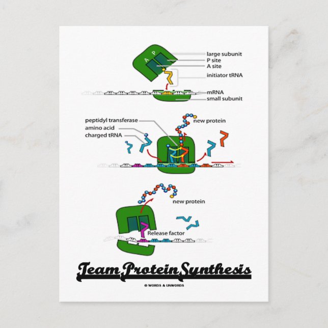 Cartão Postal Síntese de Proteínas de Equipe (Frente)