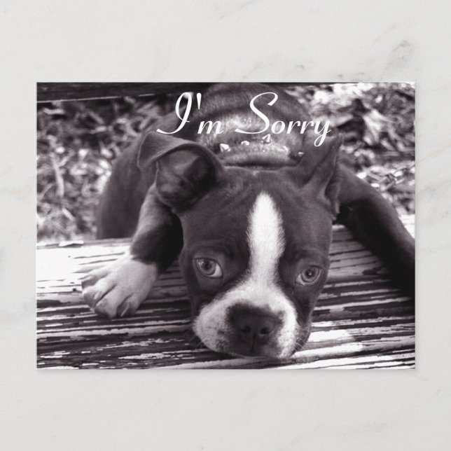 Cartão Postal Sinto muito, Card (Frente)