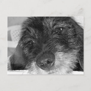 Cartão Postal Sinto saudades de você