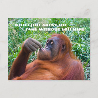 Cartão Postal Sinto Sua Engraçado Cartaz Orangutan