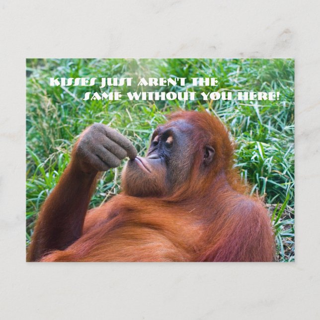 Cartão Postal Sinto Sua Engraçado Cartaz Orangutan (Frente)