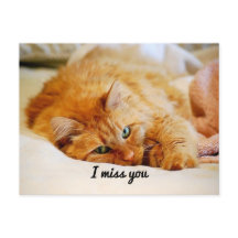 Sinto Sua Falta, Gato De Maine Laranja.