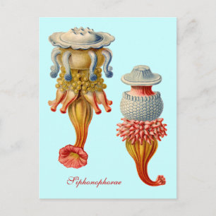 Cartão Postal Siphonophorae - Cartaz-medusa