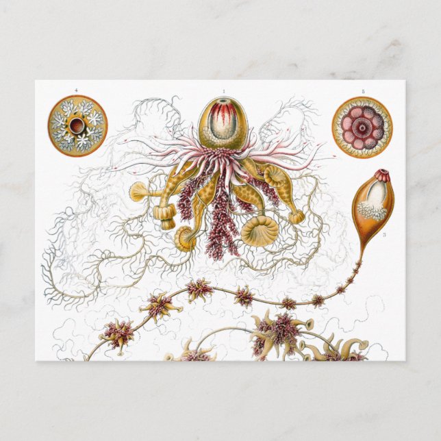 Cartão Postal Siphonophorae Ernst Haeckel Arte Fino (Frente)
