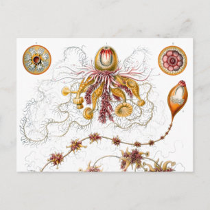 Cartão Postal Siphonophorae Ernst Haeckel Fine Art