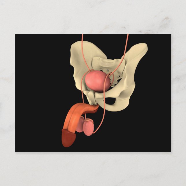 Cartão Postal Sistema de Reprodução Masculina Humana 2 (Frente)