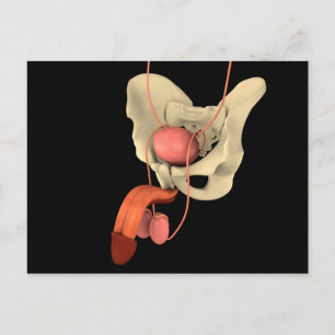 Cartão Postal Sistema de Reprodução Masculina Humana 2