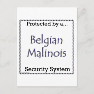 Cartão Postal Sistema de segurança belga Malinois