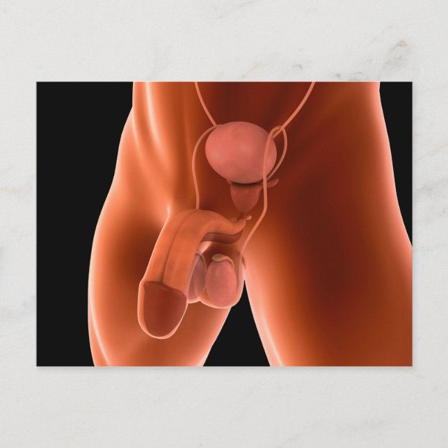 Cartão Postal Sistema reprodutivo masculino humano 6 (Frente)