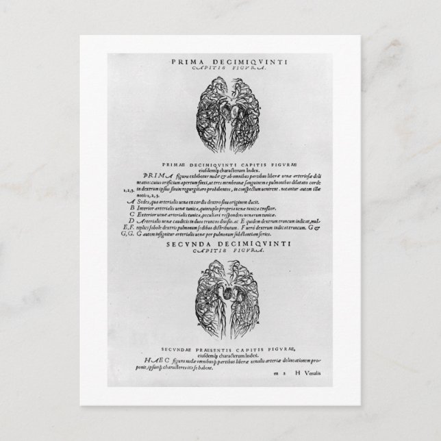 Cartão Postal Sistema vascular cerebral (Frente)