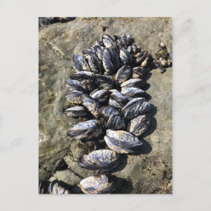 Cartão Postal Sisters Rock State Park, Costa do Oregon