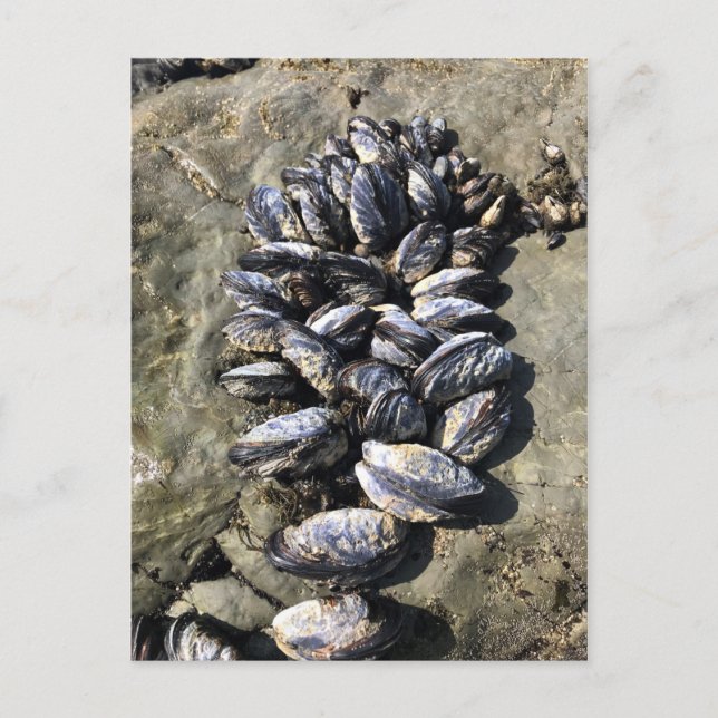 Cartão Postal Sisters Rock State Park, Costa do Oregon (Frente)