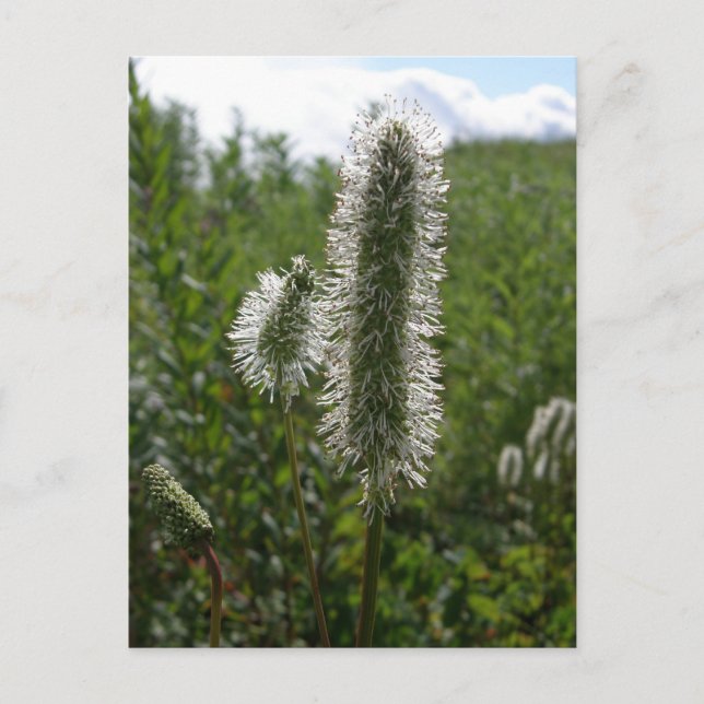 Cartão Postal Sitka Excelente Burnet, Ilha de Unalaska (Frente)