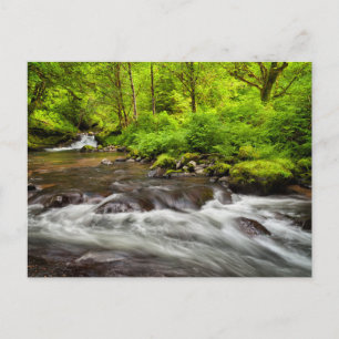 Cartão Postal Siuslaw National Forest, Sweet Creek, Oregon