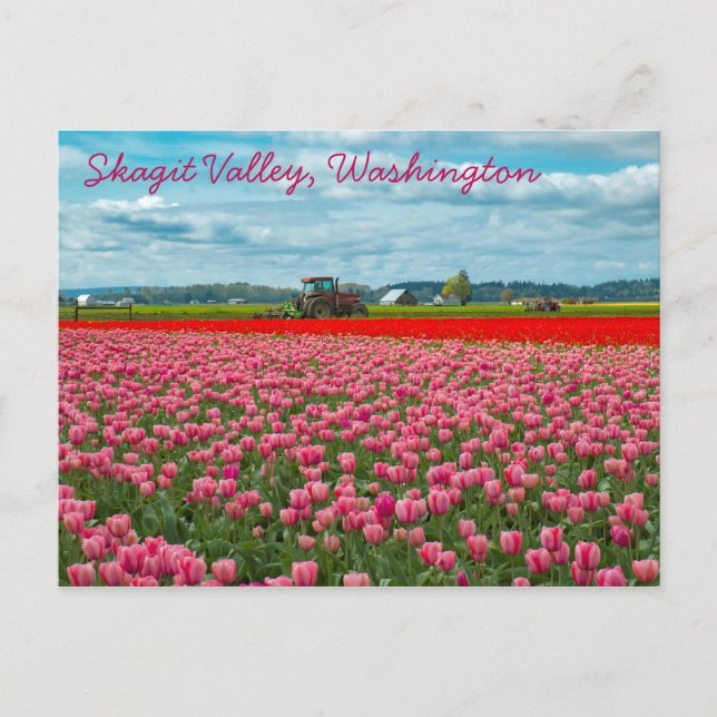 Cartão Postal Skagit Valley Tulip Primavera (Frente)