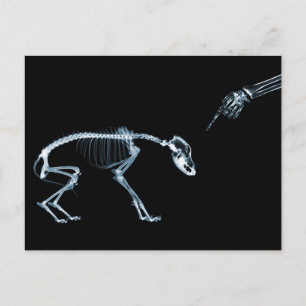 Cartão Postal Skeletons de Raio X Azul-Cachorro Ruim