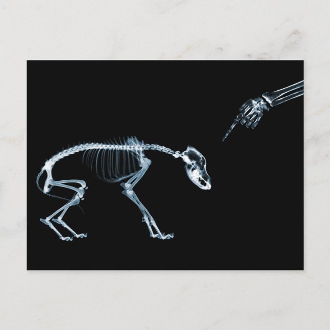 Cartão Postal Skeletons de Raio X Azul-Cachorro Ruim (Frente)