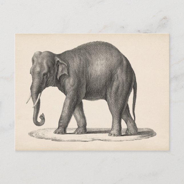 Cartão Postal Sketch Brodtmann Elephant (Frente)