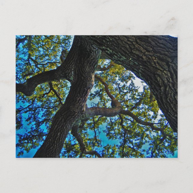 Cartão Postal Skies The Limit Tree Postcard (Frente)