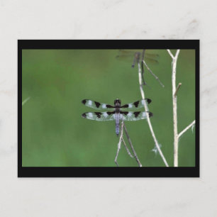 Cartão Postal Skimmer De Doze Pontos