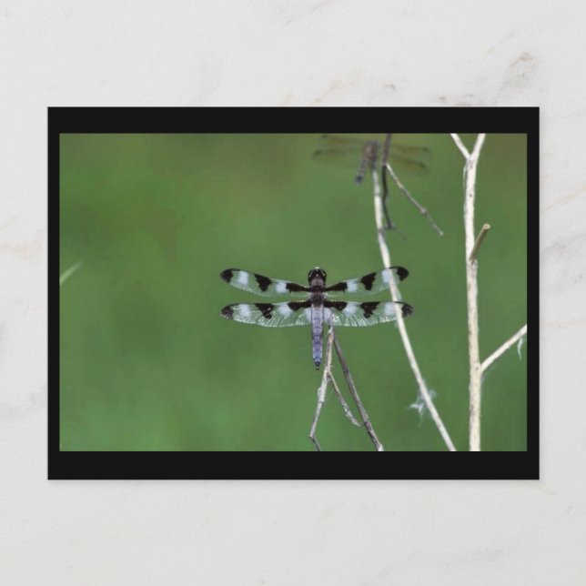 Cartão Postal Skimmer De Doze Pontos (Frente)