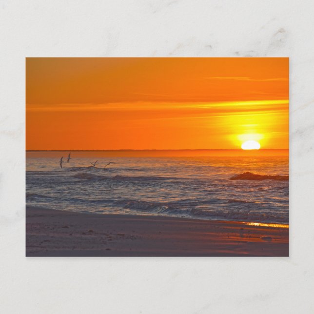 Cartão Postal Skimmers Voando ao Nascer do Sol, Praia da Flórida (Frente)