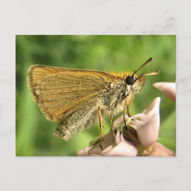 Cartão Postal Skipper on Milkweed (Frente)
