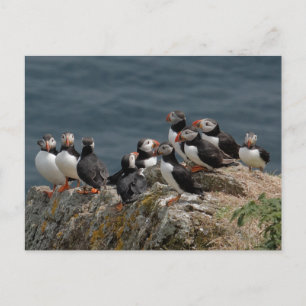 Cartão Postal Skomer Island Puffins