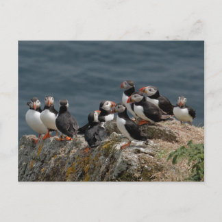 Cartão Postal Skomer Island Puffins