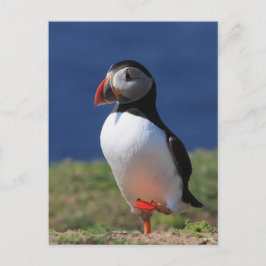 Cartão Postal Skomer Island Puffins