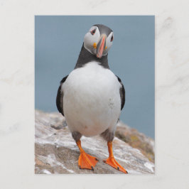 Cartão Postal Skomer Island Puffins