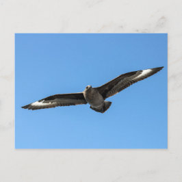 Cartão Postal Skua polar do Sul em voo