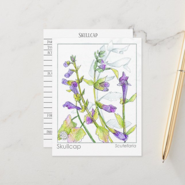Cartão Postal Skullcap Herb Materia Medica Cards Estudo de Plant (Frente/Verso In Situ)