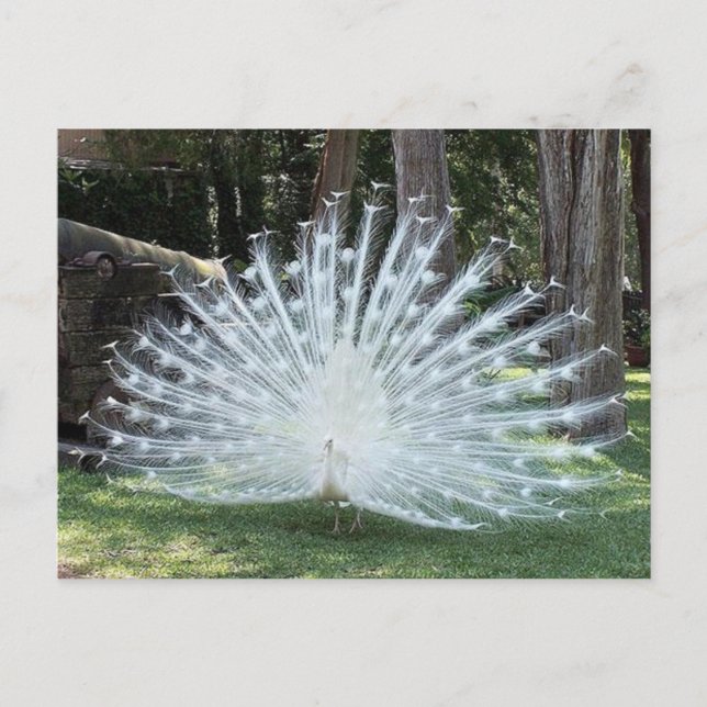 Cartão Postal Skully Top Divertido (Frente)