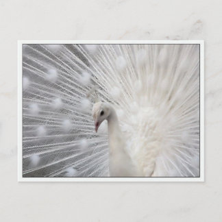 Cartão Postal Skully Top Divertido