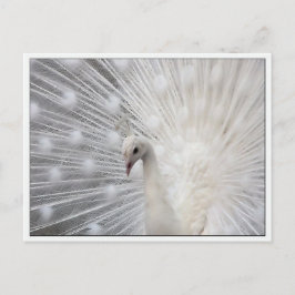 Cartão Postal Skully Top Divertido