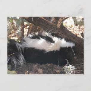 Cartão Postal Skunk