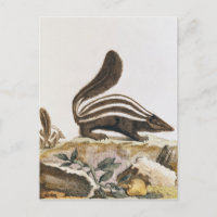 Skunk, de "Histoire Naturelle" por