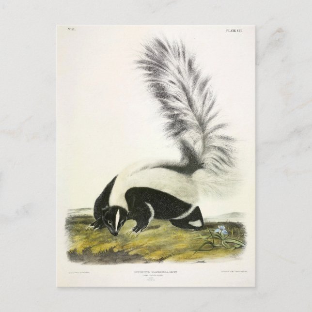 Cartão Postal Skunk Hooded ou Skunk de cauda grande do Audubon (Frente)