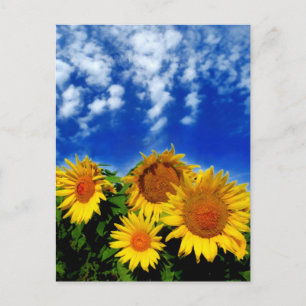 Cartão Postal Sky e Bloom