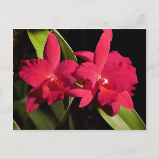 Cartão Postal Slc. Madge Fordyce 'Red Orb' AM/AOS