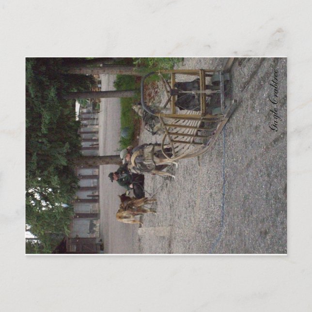 Cartão Postal Sled dog team in Denali, Alaska (Frente)