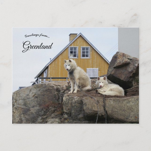 Cartão Postal Sled Dogs in Upernavik Greenland (Frente)