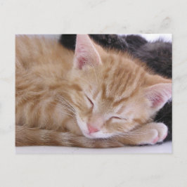 Cartão Postal Sleeping Kitten