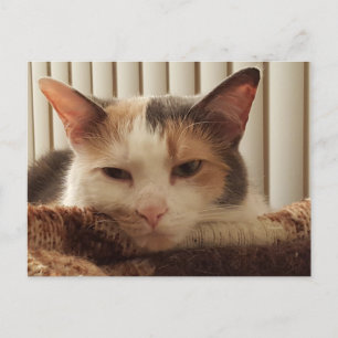 Cartão Postal Sleepy Calico Cat