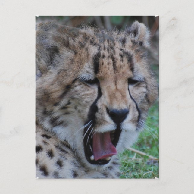 Cartão Postal Sleepy Cheetah Cub (Frente)