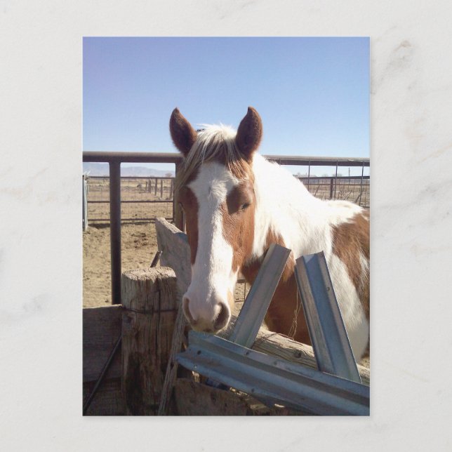 Cartão Postal Sleepy Eyed Paint (Frente)