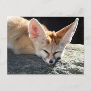 Cartão Postal Sleepy Fennec Fox