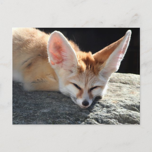 Cartão Postal Sleepy Fennec Fox (Frente)