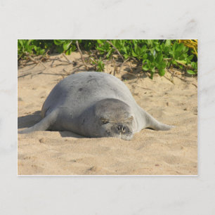 Cartão Postal Sleepy Havaiano Monk Seal